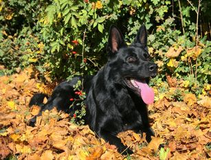 Django von MaKeRa Django von MaKeRa