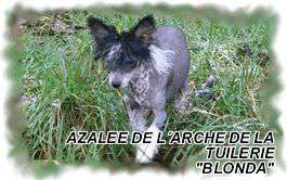 Azalee De L'arche De La Tuilerie Azalee De L'arche De La Tuilerie