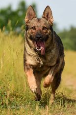 Miley von der Friesenklippe Miley von der Friesenklippe