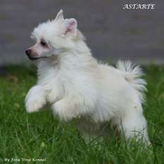 Astarte Mali Wojownicy Astarte Mali Wojownicy
