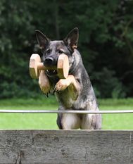 Bluna vom wilden Zauberwald Bluna vom wilden Zauberwald