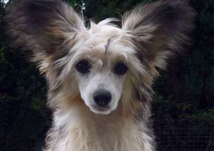 Be My Dog's La Vita E Bella Be My Dog's La Vita E Bella