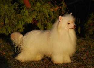 Golden Diamond Cresteds Ralphie Golden Diamond Cresteds Ralphie