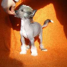 Dîndhâli Hum Of Shadow Dîndhâli Hum Of Shadow