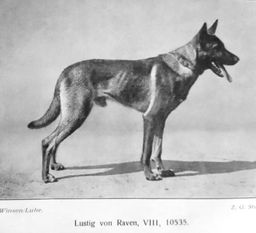 Lustig von Raven Lustig von Raven