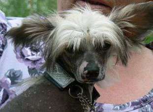 Dogtrix Dramatiska Dagny Dogtrix Dramatiska Dagny