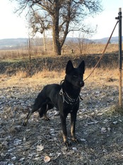 Ornela z Vojanky Ornela z Vojanky