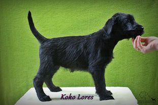 Koko Lores vom Ravener Forst Koko Lores vom Ravener Forst