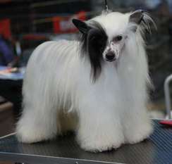 Little Dog Of Dream Handsome Caribbean Little Dog Of Dream Handsome Caribbean