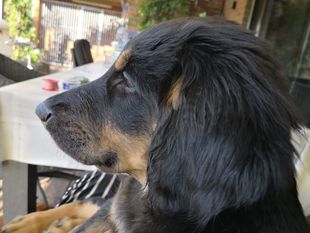 Luzzya ex Canis Lupus Luzzya ex Canis Lupus