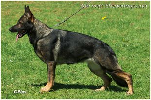 Zoe vom Ebsdorfergrund Zoe vom Ebsdorfergrund