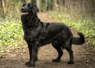 Amira von der Eifelbuche Amira von der Eifelbuche