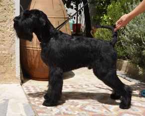 Alpha Sirius Woof Christiano Alpha Sirius Woof Christiano