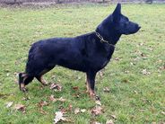 Qana Pet-Keram