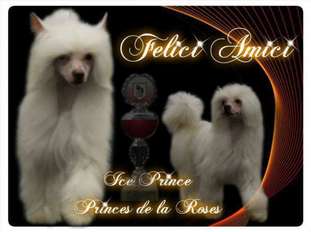 Ice Prince Of Princes De La Roses Ice Prince Of Princes De La Roses