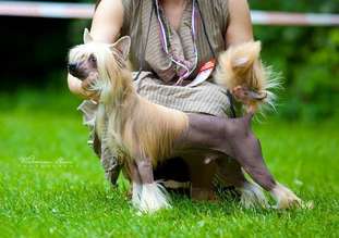 Dogland Happy Zodiak Dogland Happy Zodiak