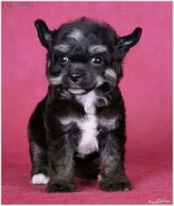 Dogland Happy Angel Of Day Dogland Happy Angel Of Day