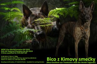 Bico z Kimovy smečky Bico z Kimovy smečky