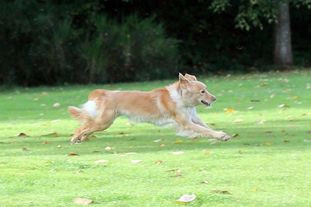 Ismay's Nala Ismay's Nala