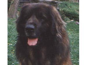Alf V. Avalon Alf V. Avalon