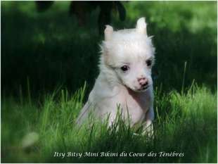 Itsy Bitsy Mini Bikini Du Coeur Des Tenebres Itsy Bitsy Mini Bikini Du Coeur Des Tenebres