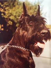 Joy von Winnloh Joy von Winnloh