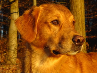Limetrees Golden Brave Heart Limetrees Golden Brave Heart
