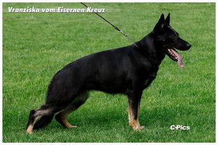 Vranziska vom Eisernen Kreuz Vranziska vom Eisernen Kreuz