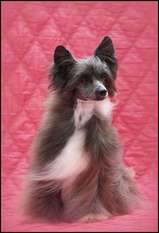 Ch. Fantome Noir Du Coeur Des Tenebres ' 2 Nd Best French Chinese Crested Ch. Fantome Noir Du Coeur Des Tenebres ' 2 Nd Best French Chinese Crested
