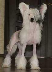 Premier Mari Orlando Boom Premier Mari Orlando Boom