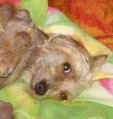 Bandit Von Den Little Gremlins Bandit Von Den Little Gremlins