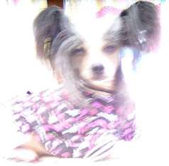 Cat's China Dogs Top Talent Cat's China Dogs Top Talent