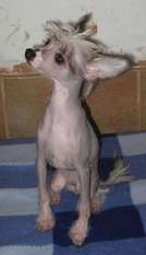 Kimie Von Chilean Puppy's Kimie Von Chilean Puppy's