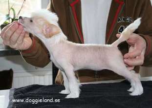 Doggielands Dogs Manacor Doggielands Dogs Manacor