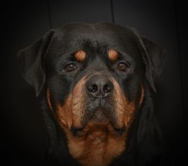 Black Jack von Kirch-Eulen Hof Black Jack von Kirch-Eulen Hof