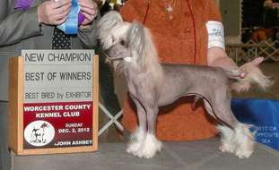 Camelot's Dressed For The Awards Camelot's Dressed For The Awards