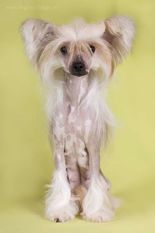 Dogland Happy Laperla Dogland Happy Laperla