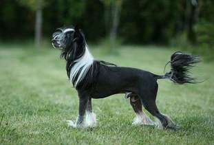 Sea Fire's Faitful Falkor Sea Fire's Faitful Falkor