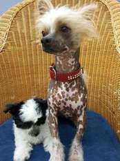 Cat's China Dogs Mister Xerion Cat's China Dogs Mister Xerion