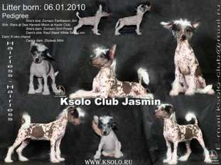 Ksolo Club Jasmin Ksolo Club Jasmin