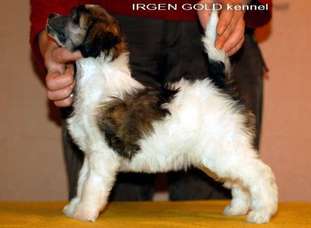 Irgen Gold Trinity Irgen Gold Trinity
