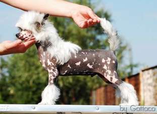 Beethoven Pony Dog Beethoven Pony Dog