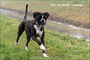 Rhea vom Rehfeld Rhea vom Rehfeld