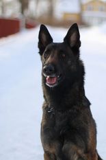 Ullhedens Älskade Asta Ullhedens Älskade Asta