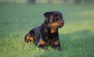 Gigalo of the Gentle Rotts Gigalo of the Gentle Rotts