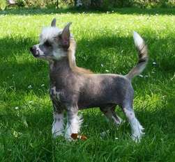 Be My Dog's Al Bakarah Be My Dog's Al Bakarah