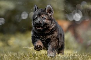 Nilo vom Wolfsweiher Nilo vom Wolfsweiher