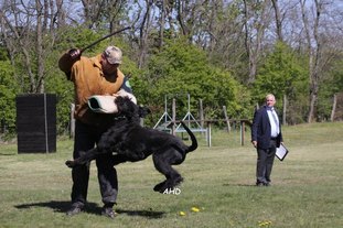 Odin vom Hatzbachtal Odin vom Hatzbachtal