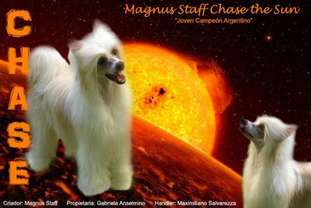 Ch Grch Magnus Staff Chase The Sun Ch Grch Magnus Staff Chase The Sun
