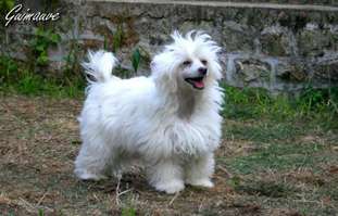 Buddy Doggz Star Guimauve Buddy Doggz Star Guimauve